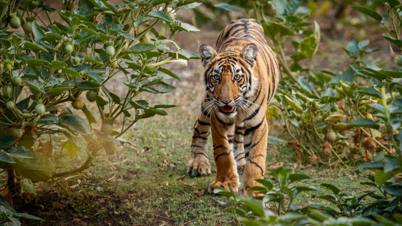 9 Ekor Kambing Milik Warga Batang Mati, Ada Bekas Harimau