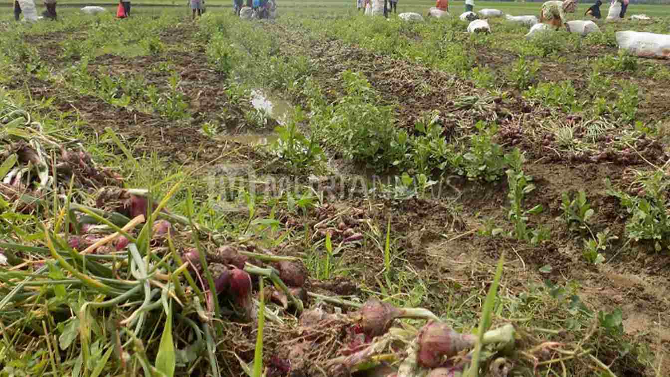 Brebes dan Kota Metro Lampung Kerja Sama Kembangkan Bawang Merah