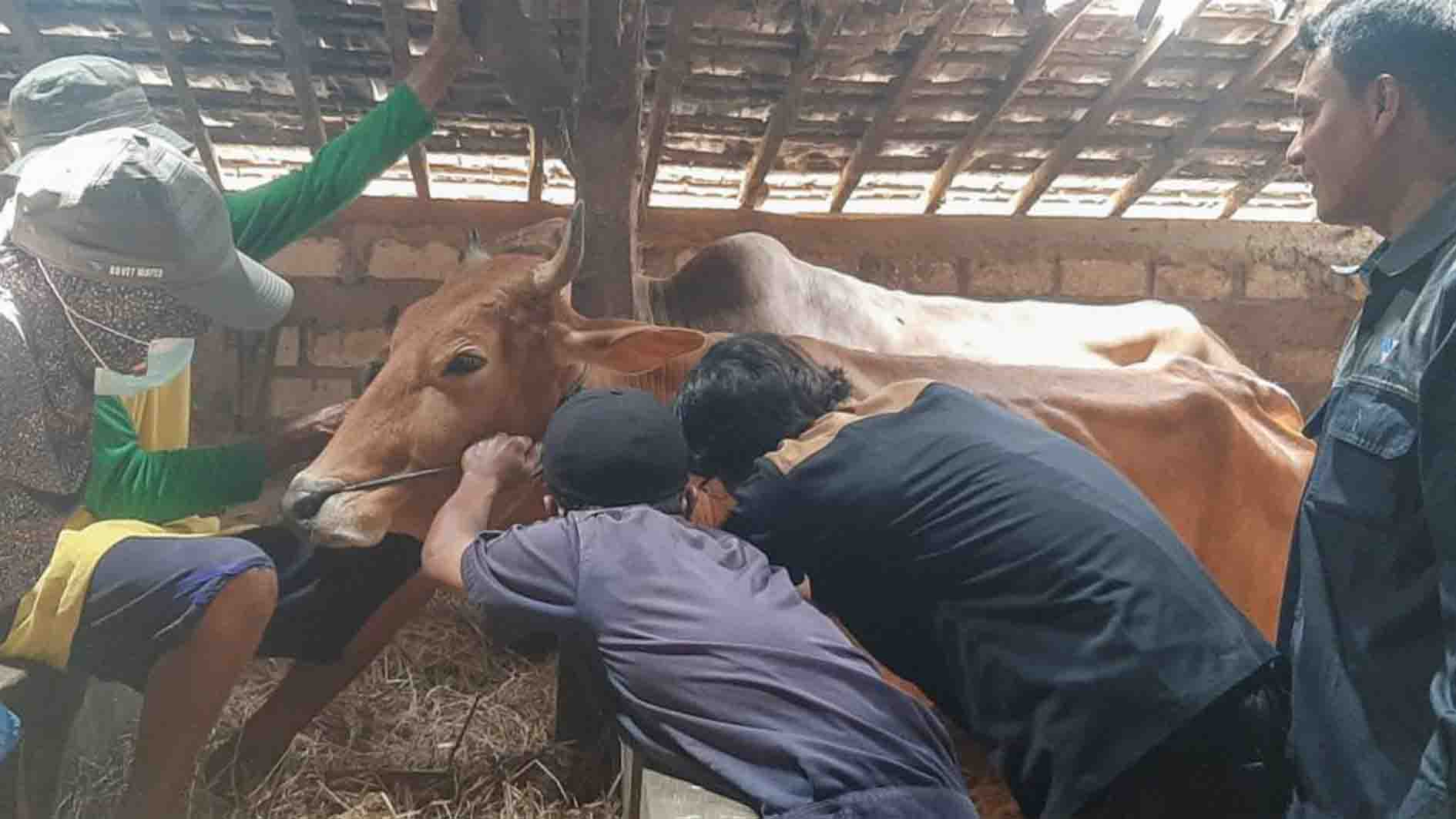 Pantau Kasus PMK, Ribuan Sapi di Rembang Diambil Sampel Darahnya