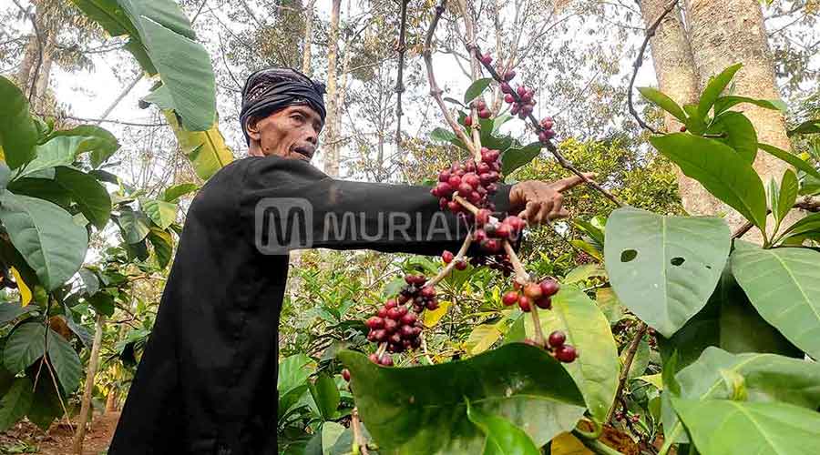 Petani Blora Ini Kembangkan Kopi Excelsa, Raih Cuan Berlipat