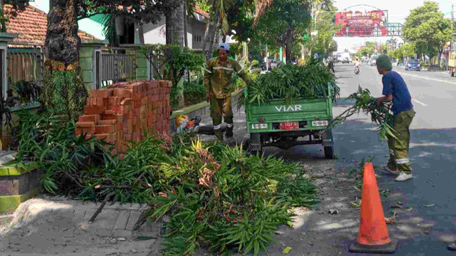 Antisipasi Bencana, Pohon Peneduh di Rembang Mulai Dipangkas