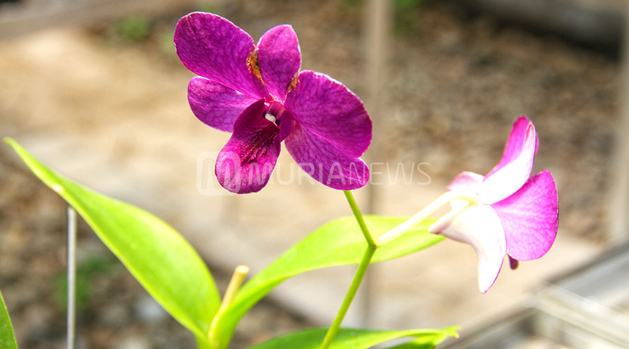 Tips Merawat Bunga Anggrek agar Tumbuh Subur