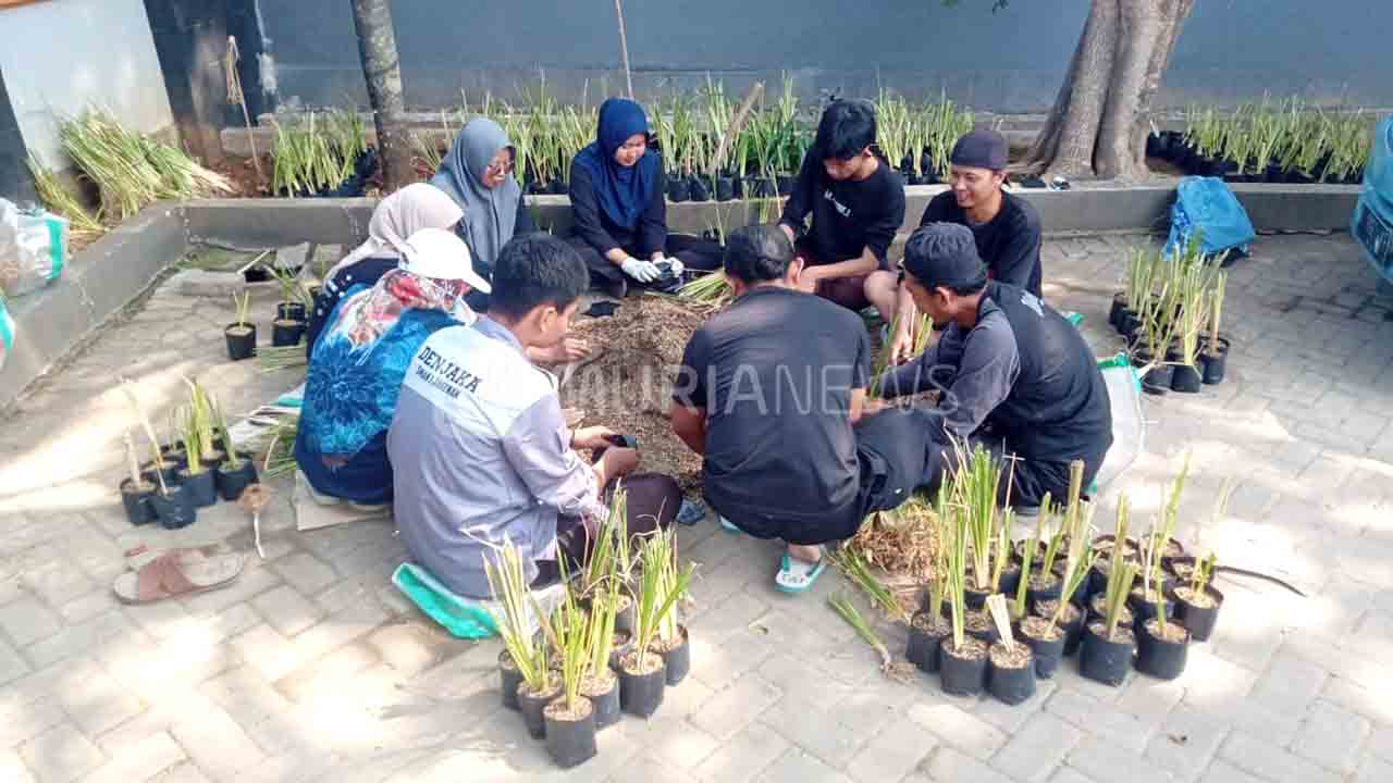 Cegah Longsor, Pati Siapkan 5 Ribu Bibit Rumput Vetiver