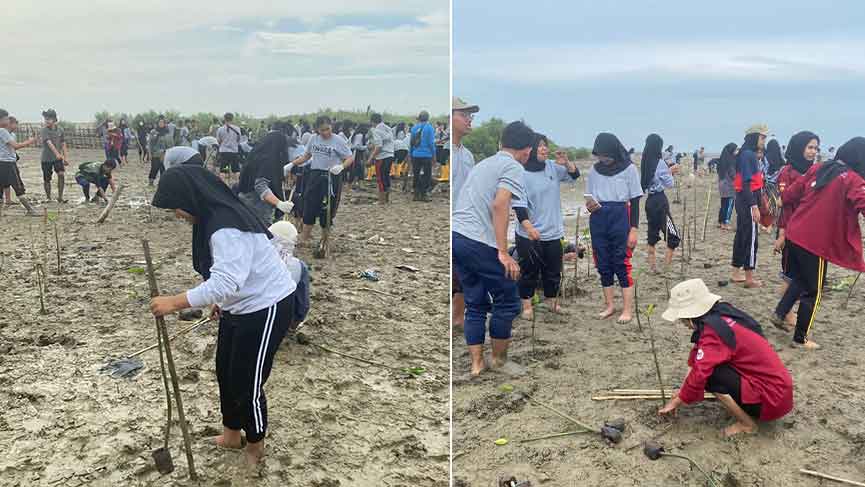 1.200 Bibit Mangrove Ditanam di Pantai Pangkalan Pati