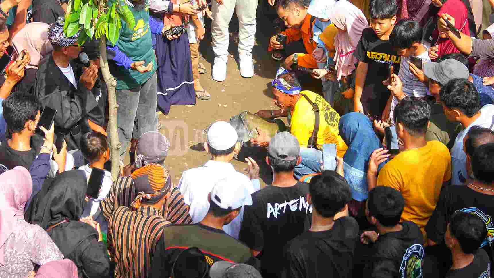 Tradisi Beri Makan Bulus di Kudus Masih Lestari, Ini Sejarahnya
