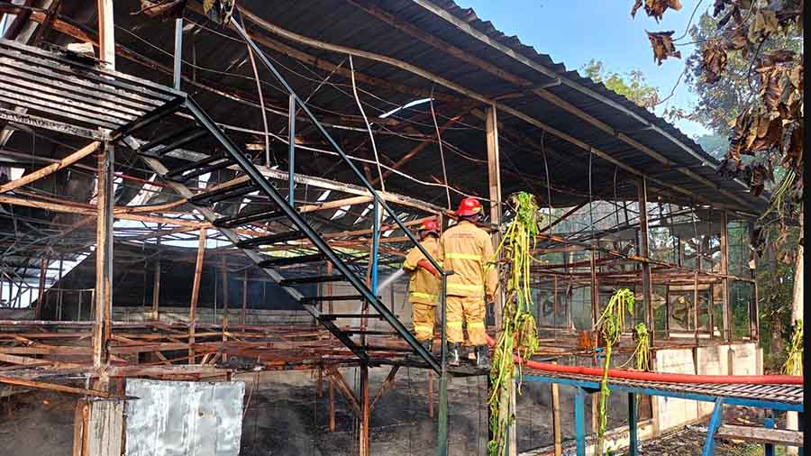 Kebakaran Kandang Ayam di Mojolegi Grobogan, Kerugian Rp 1,8 M