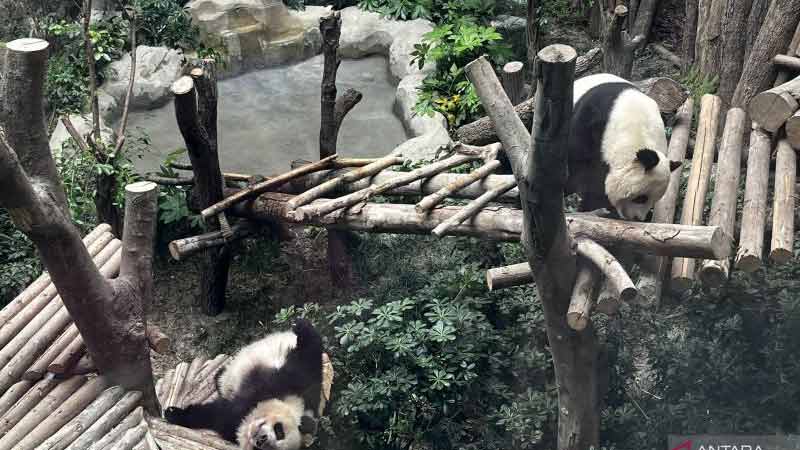 Di Chendu-China, Ada Penangkaran Panda Terbesar di Dunia