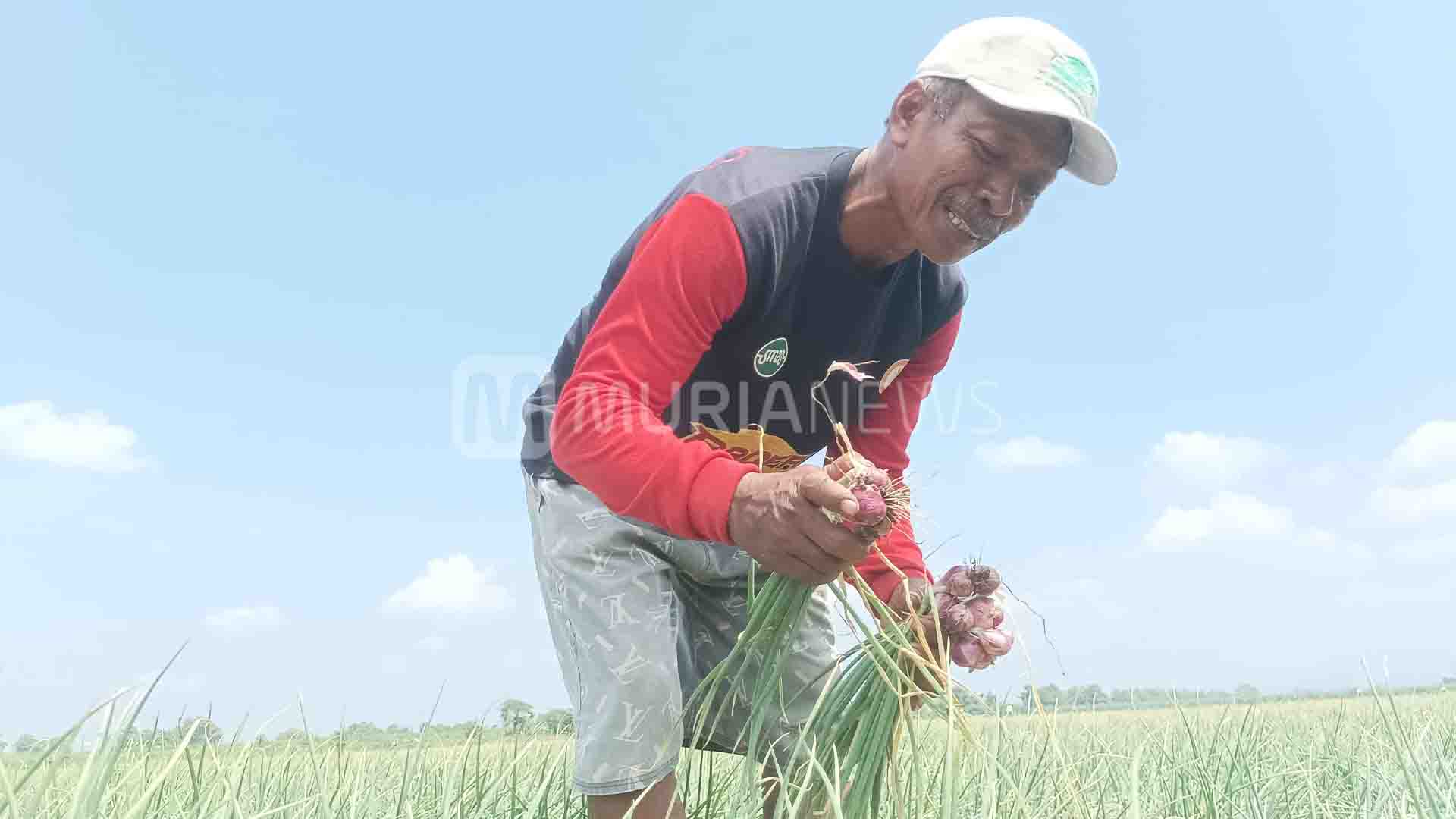Harga Bawang Merah di Pati: Petani Rp 30 Ribu, Pasar Rp 65 Ribu