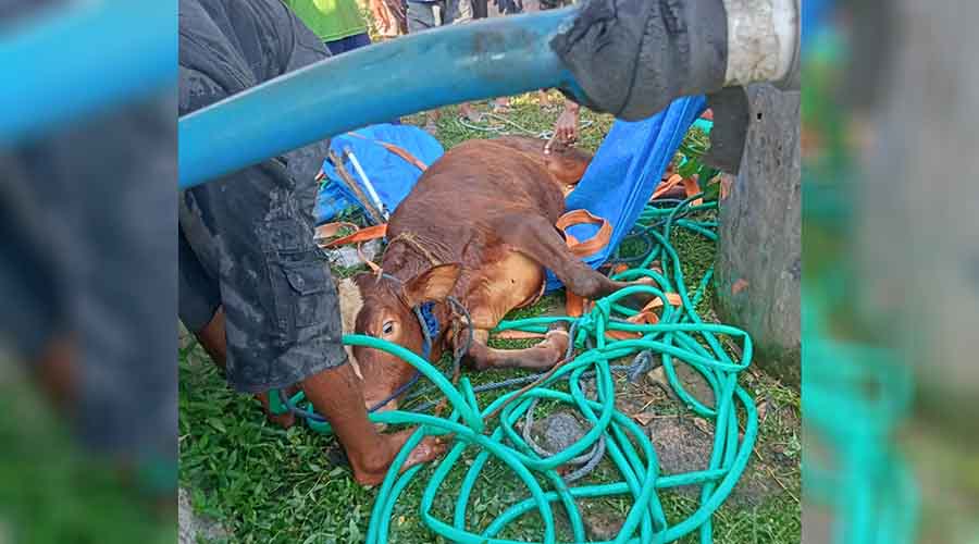 BPBD dan Damkar Blora Evakuasi Sapi Tercebur Sumur