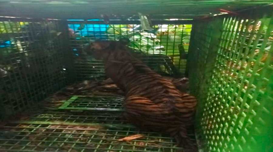 Harimau Pemangsa Manusia di Lampung Barat Berhasil Diamankan