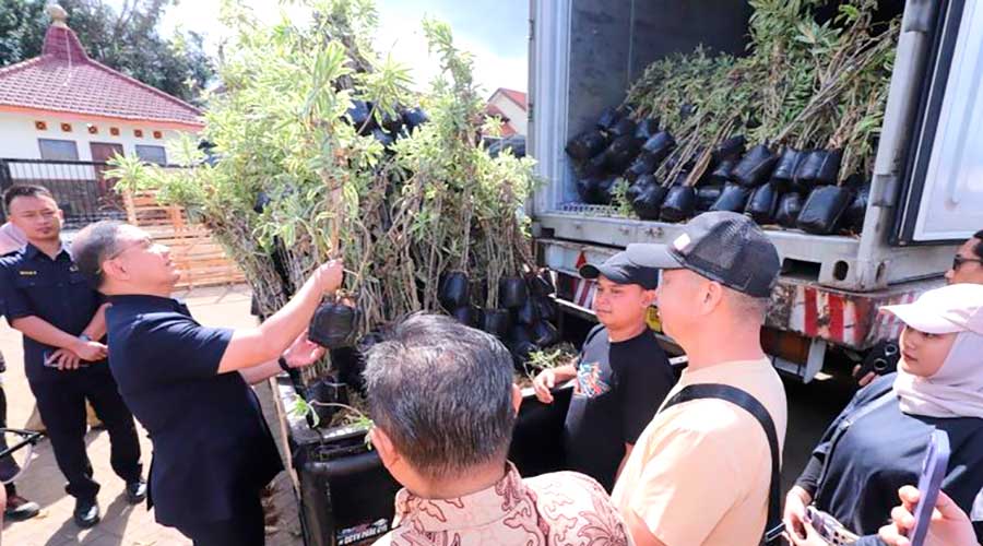 3.500 Tanaman Hias Song of India dari Kota Batu Diekspor ke China