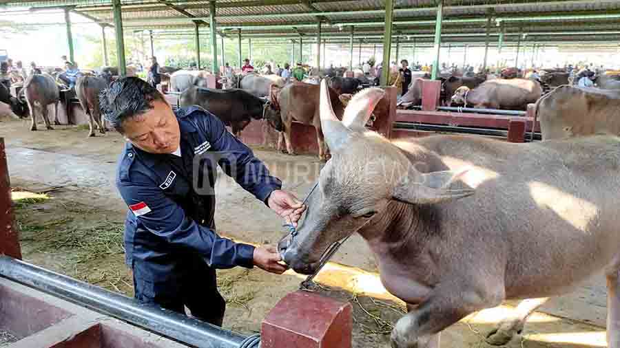 Dispertan Pastikan Hewan Kurban di Kudus Sehat dan Layak Konsumsi
