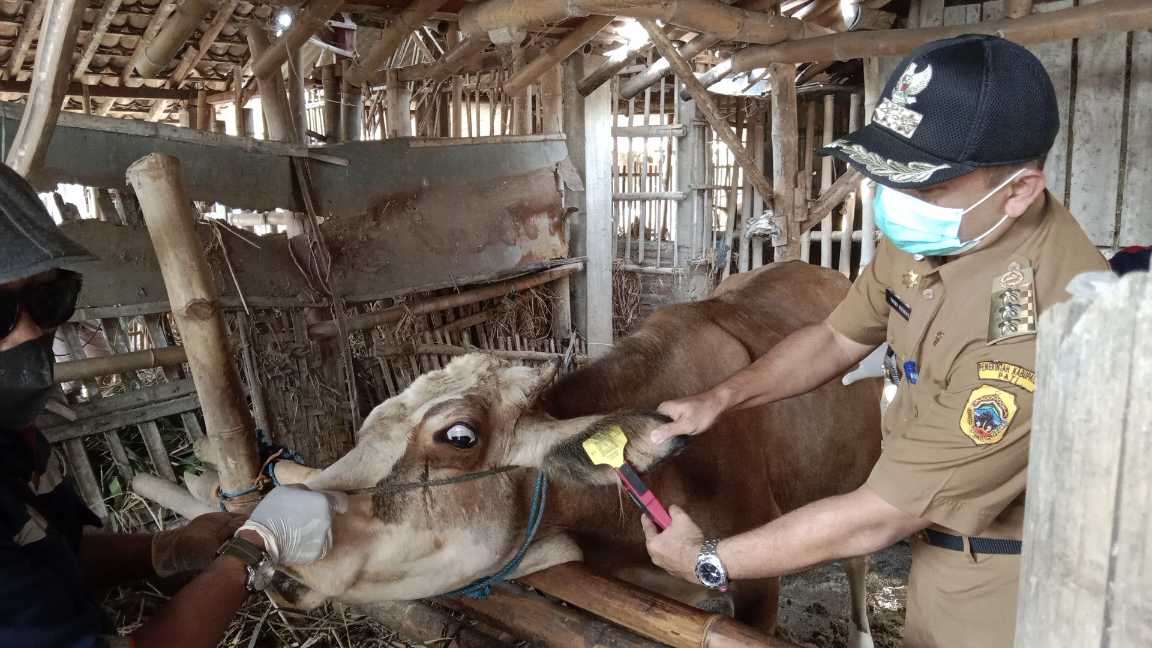 Iduladha, 100 Ribu Hewan Kurban Asal Pati Siap Digorok