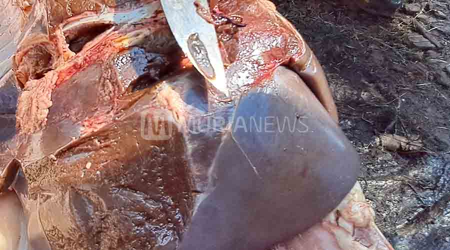 Sejumlah Daging Kurban di Jepara Mengandung Cacing Pita