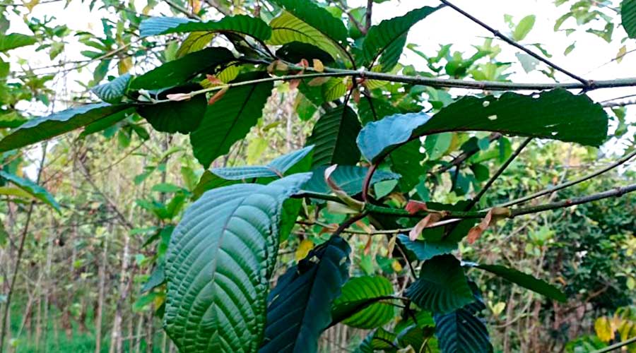 Airlangga: Penggunaan Kratom sebagai Obat Ada Batasannya