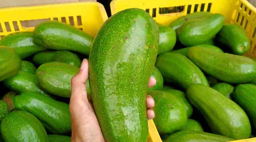 Begini Proses Alpukat Japan Kudus Dapatkan HKI