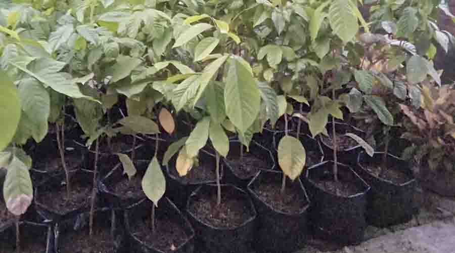 Tercatat HKI, Pohon Duku Sumber Sudah Langka di Kudus