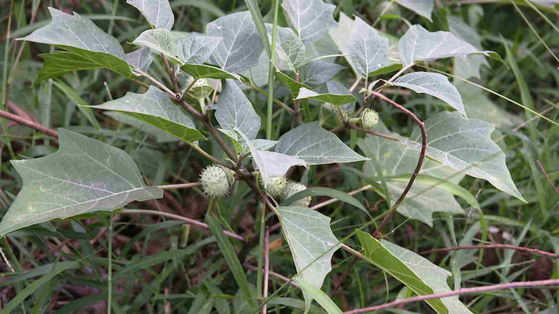 47 Orang di Kalsel Masuk RSJ, Diduga Akibat Mabuk Kecubung