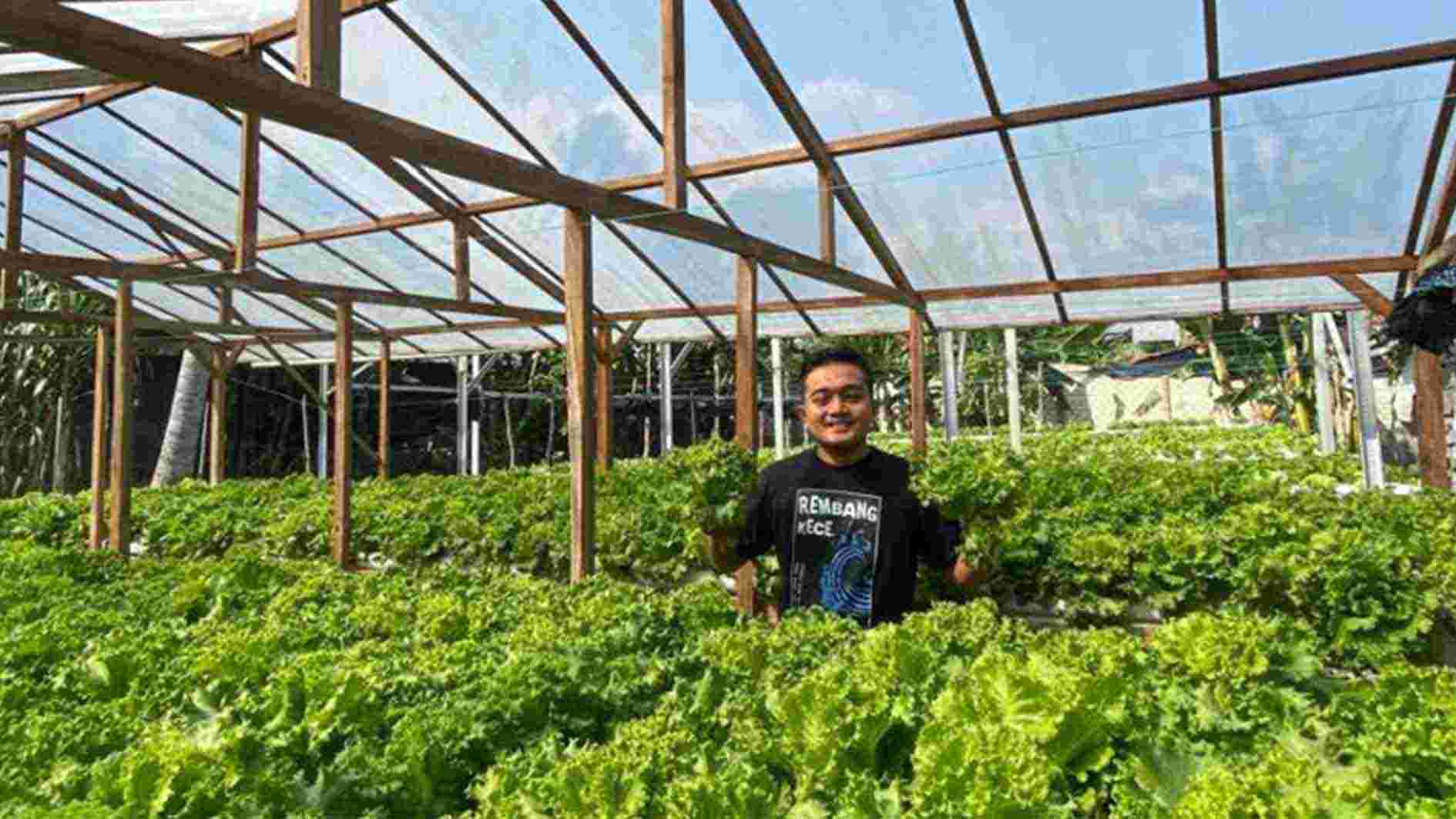 Cerita Alvian, Pria Rembang yang Sukses Budidaya Selada Belanda