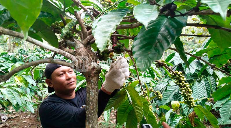 Harga Kopi di Pati Melejit, Petani Panen Lebih Awal