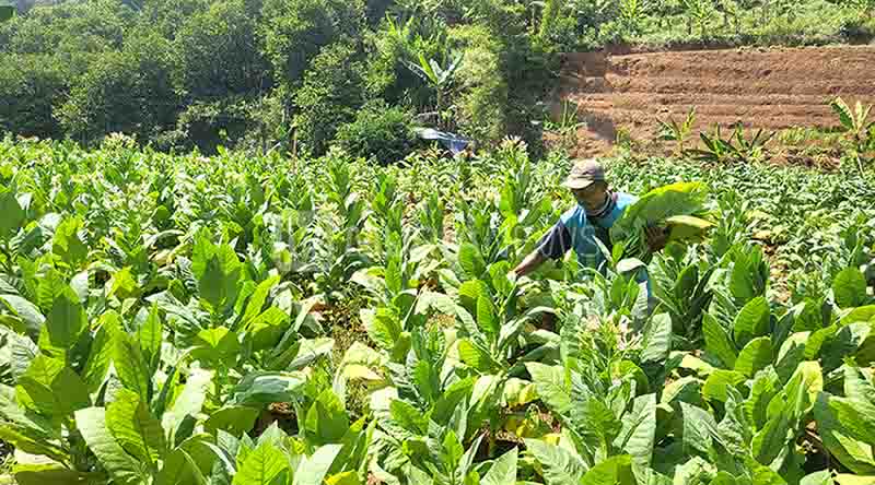 Uji Coba Berhasil, Tembakau Menawan Kudus Siap Panen Perdana