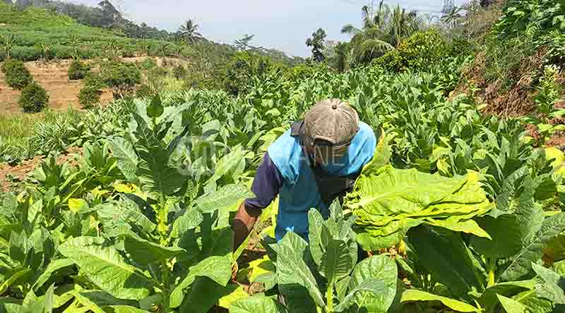 Siap Panen, Tembakau Menawan Kudus Belum Punya Pasar