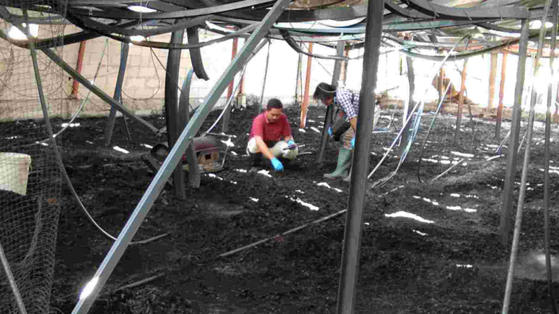 Kandang Ayam di Saban Grobogan Hangus Terbakar, Kerugian Rp 1,3 Miliar