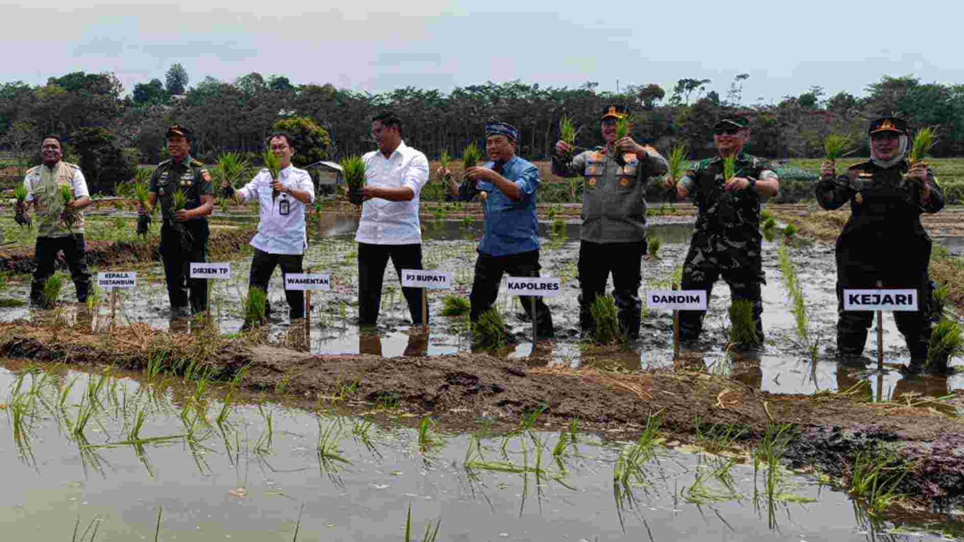 Wamentan Tanam Padi di Jepara, Target Panen Raya di Januari 2025