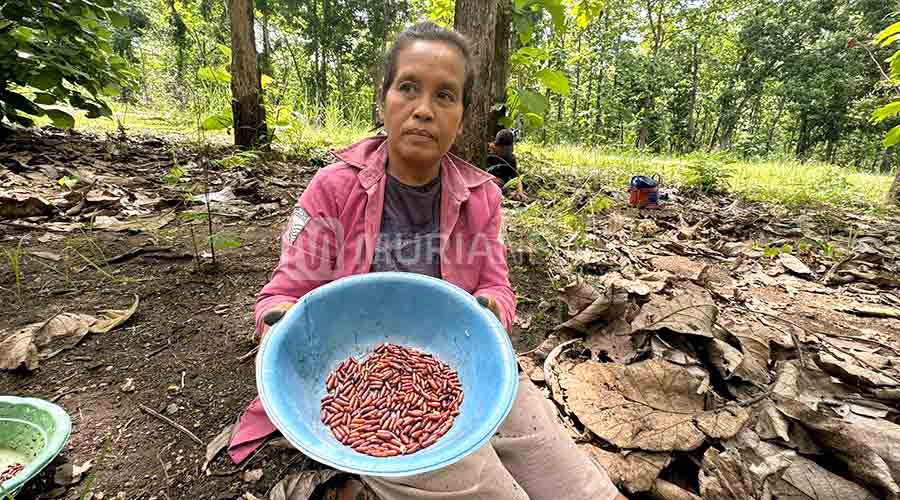 Musim Semi Tiba, Saatnya Warga Blora Berburu Ungker Jati