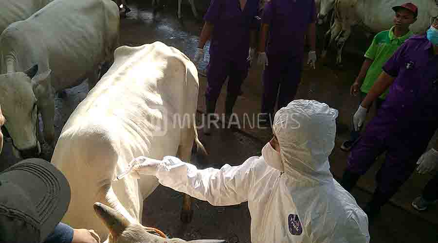 Virus PMK Semakin Merebak di Jepara, 14 Ekor Sapi Positif