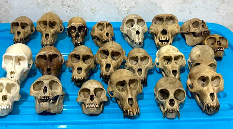 Kemenhut Tangkap Dua Warga Sukabumi Terkait Perdagangan Satwa Lindung