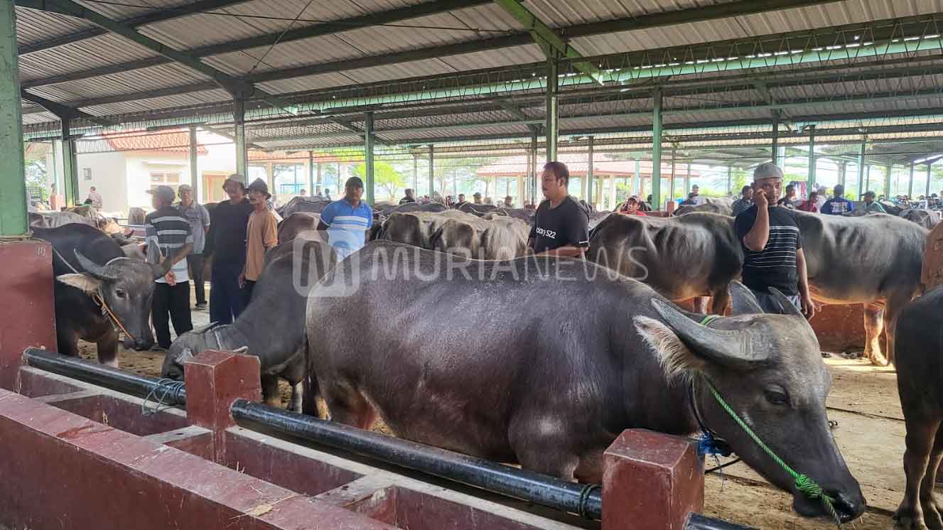 Dampak Ekonomi dan Penyakit, Penjualan Hewan Kurban di Kudus Loyo