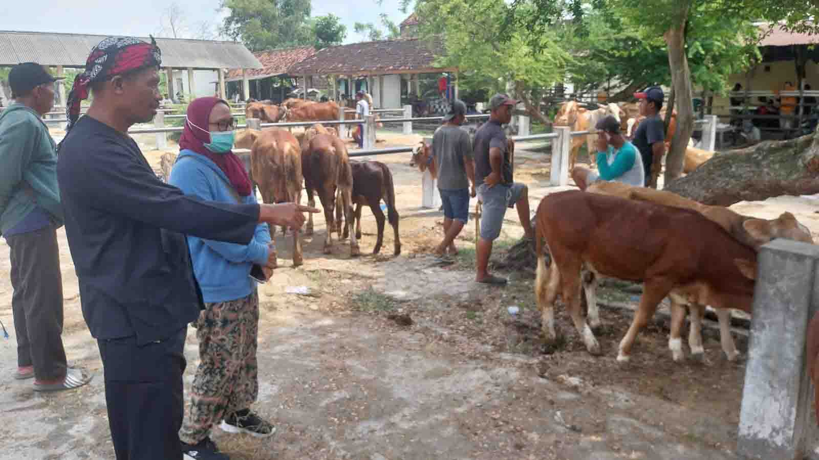 Jelang Iduladha, Sapi-Sapi yang Masuk Grobogan Diskrining