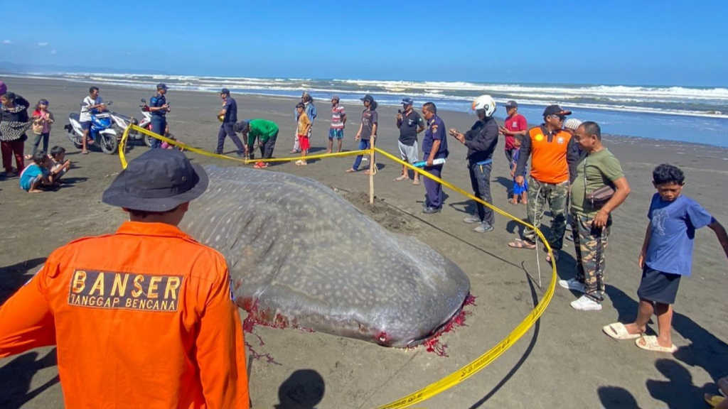 Hiu Tutul Ditemukan Mati Terdampar di Cilacap