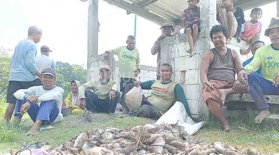 Gropyokan Tikus di Grobogan, Ribuan Ekor Berhasil Dimusnahkan