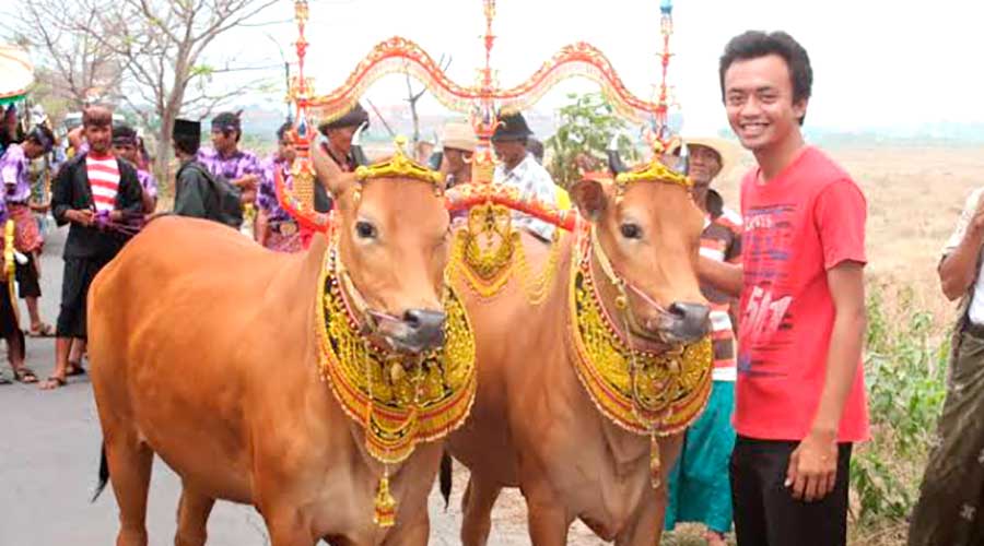 Ragam Tradisi Jelang Iduladha, Apitan hingga Manten Sapi