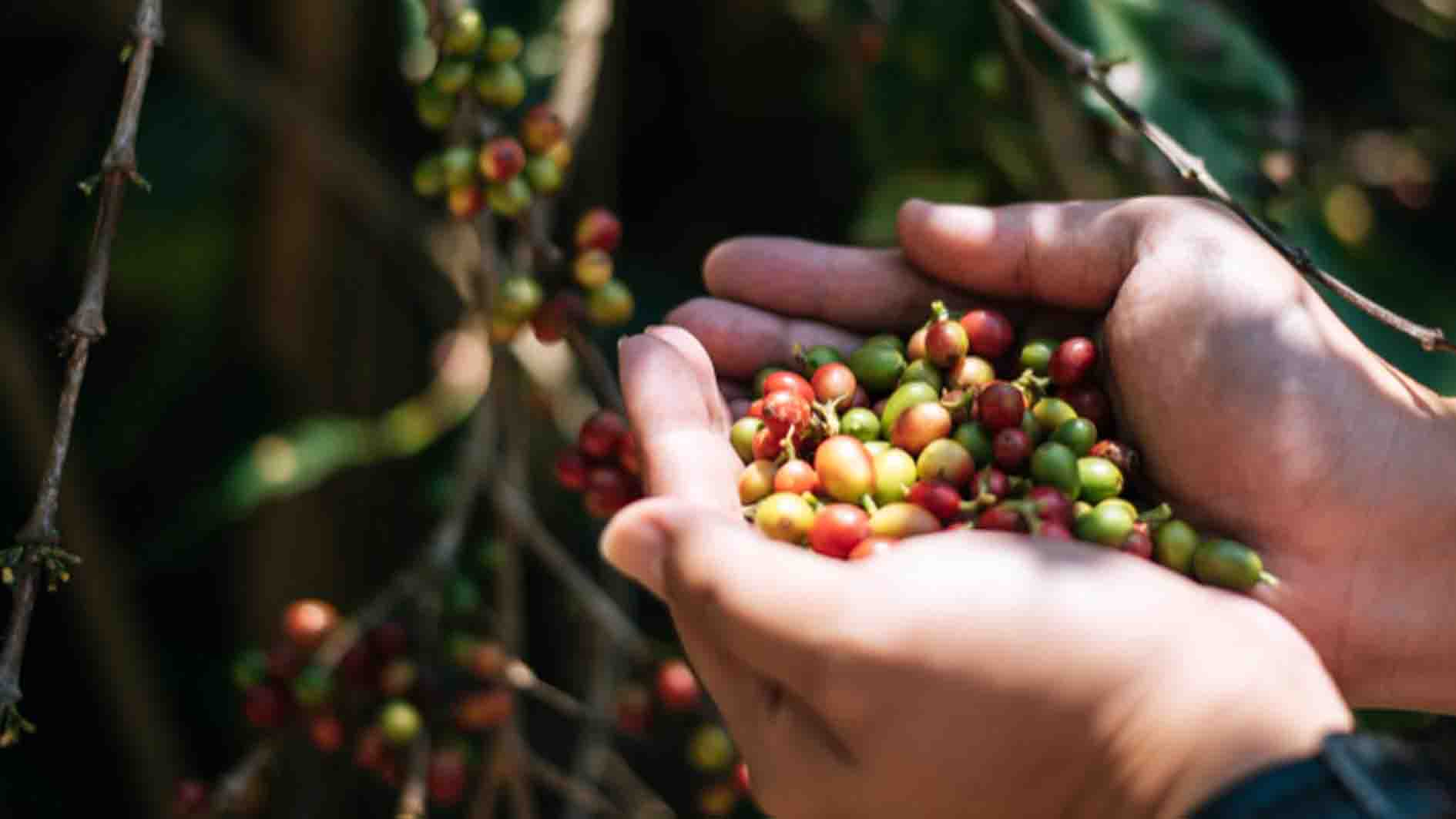Negeri Kahyangan Magelang Panen Raya Kopi, Harganya Bikin Petani Cuan