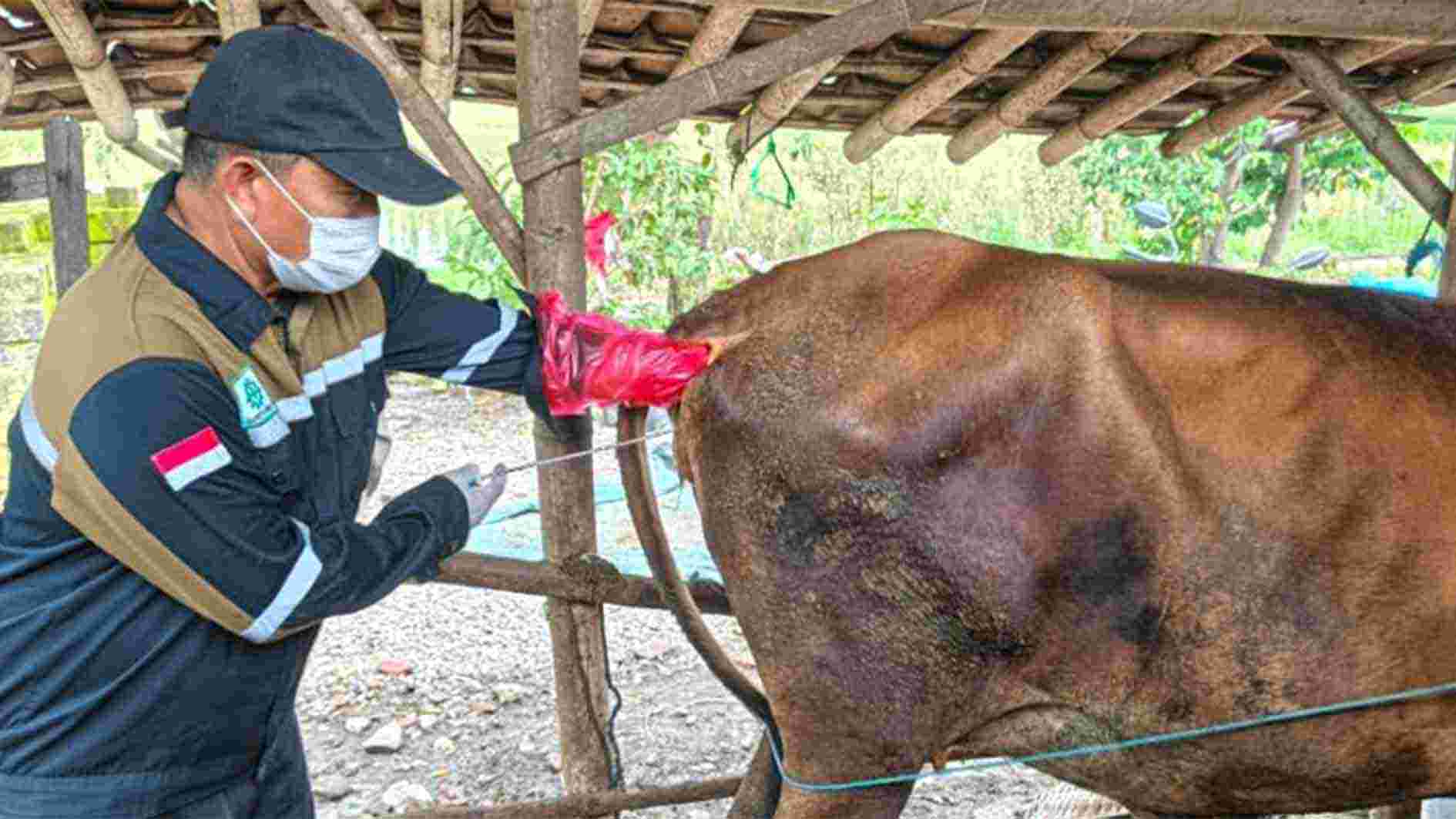 Petugas IB Suyitno Wakili Rembang di Lomba Inseminator Jateng 2025