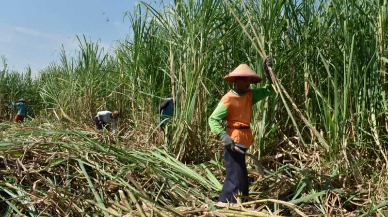 Petani Tebu Ancam Demo Kemendag, Minta Revisi Aturan Impor Etanol