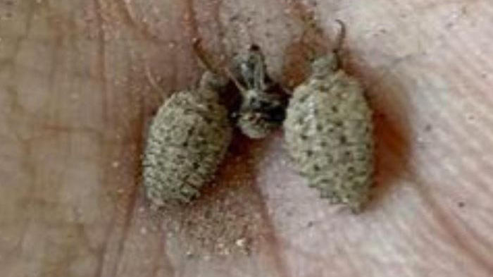 undur-undur-jadi-obat-diabetes-mitos-atau-fakta-ini-penjelasan-ahli