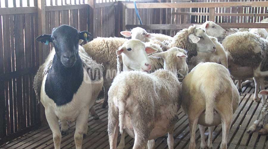 Kudus Ternyata Punya Peternakan Peranakan Domba Australia, Lokasinya..