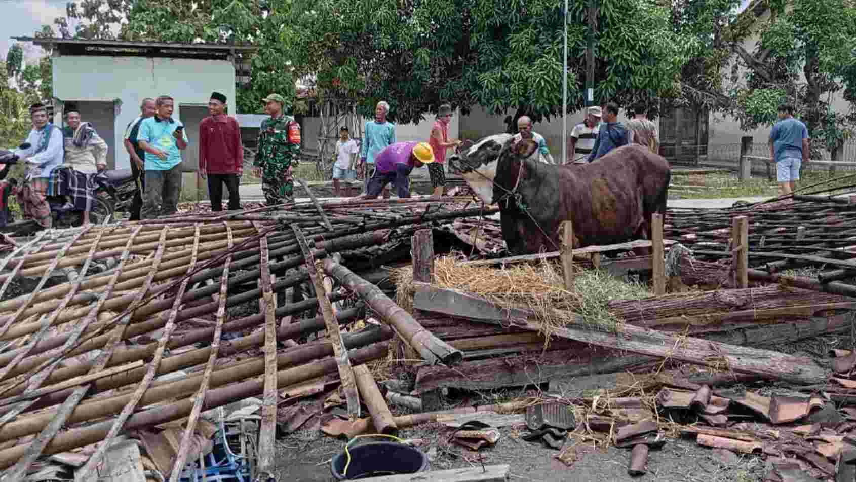 Brakk, Kandang Sapi di Tanjungharjo Grobogan Tiba-Tiba Roboh