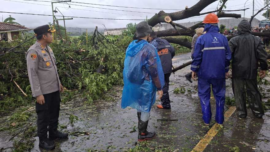 Pohon Tumbang Timpa Truk, Kapolres Turun Langsung Ikut Evakuasi