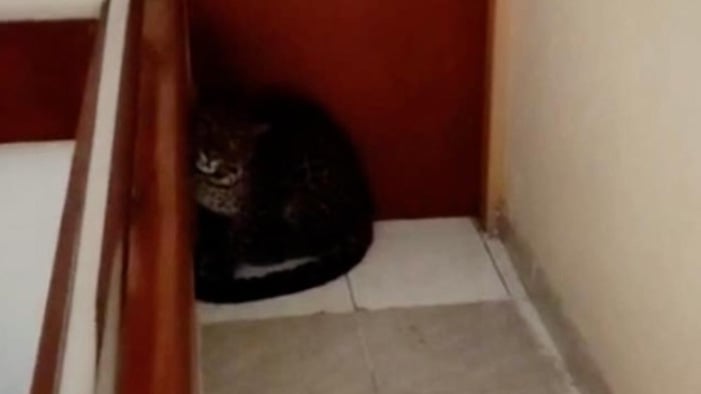 Penampakan Macan Tutul di Hotel Bandung, Penjaga Terkejut