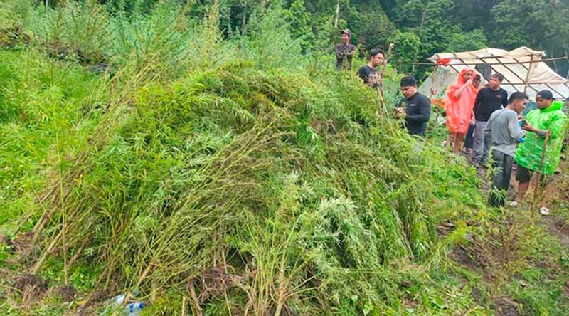 Bareskrim Polri Musnahkan Ladang Ganja Seluas 51,75 Hektare di Aceh