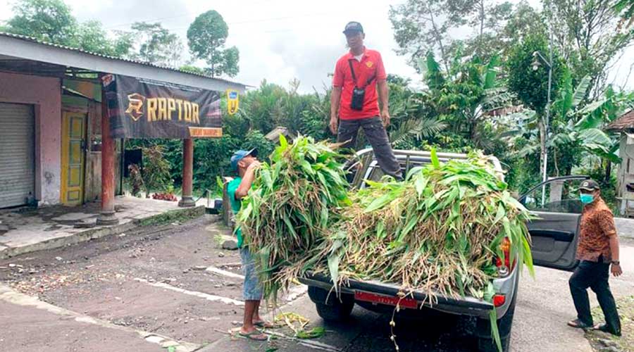 Erupsi Gunung Semeru, Pemkab Lumajang Siapkan Bantuan Pakan Ternak