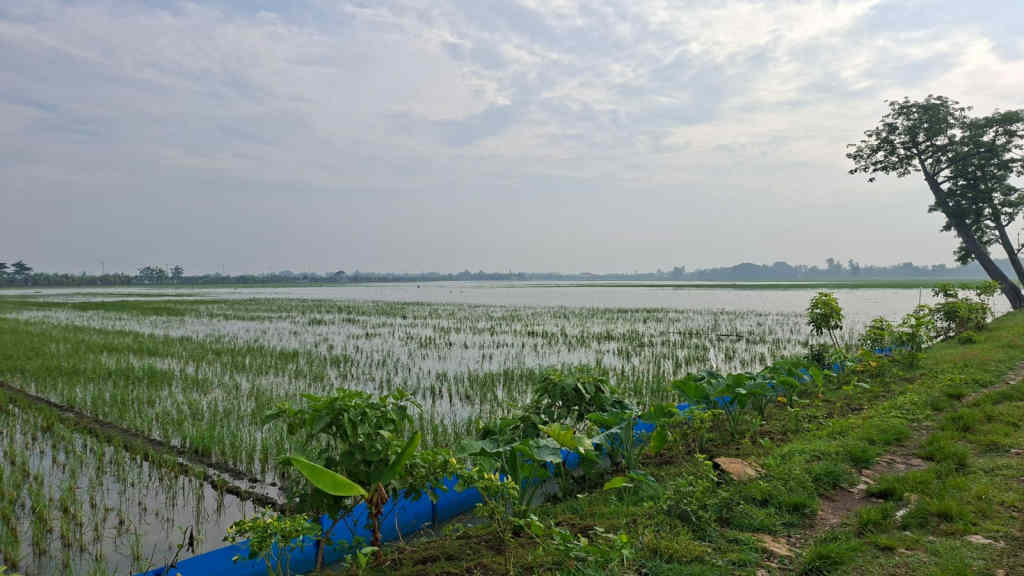 Tanggul Sungai Jajar Jebol, Sawah Mojoagung Grobogan Terendam Banjir