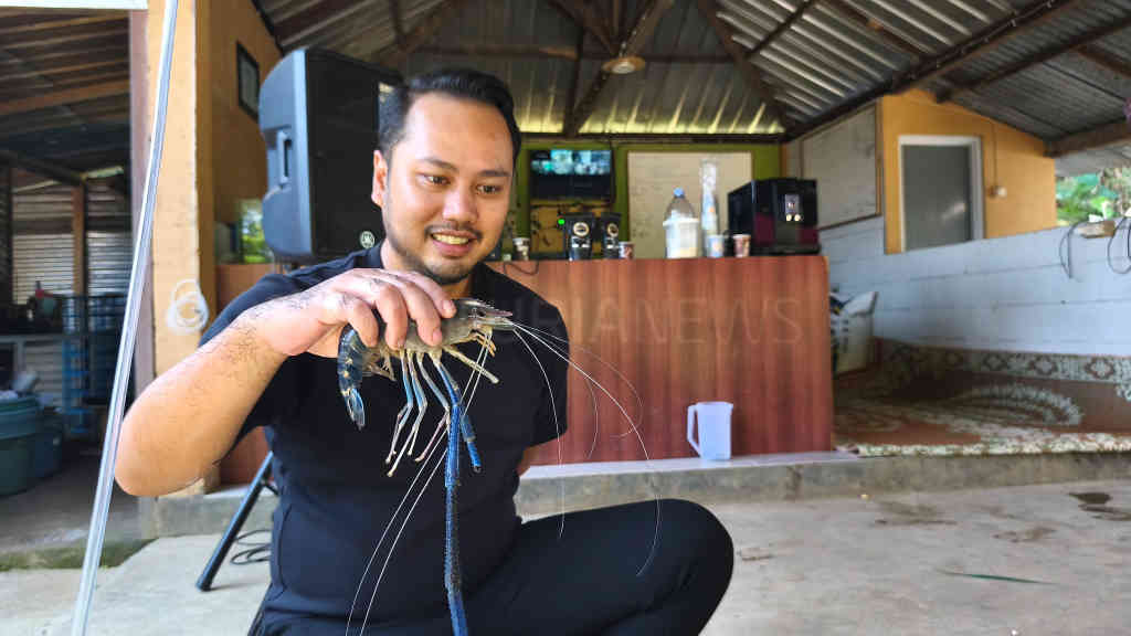 perdana-budidaya-udang-galah-dikembangkan-di-pegunungan-muria-kudus