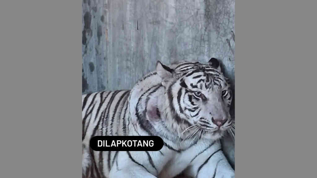 Anggun si Harimau Putih Semarang Zoo Mati saat Dipindah