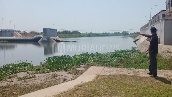 Bendung Karet Pati Bocor, Dispertan Lapor Gubernur Jateng